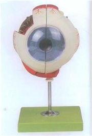 高级眼球放大模型带支架